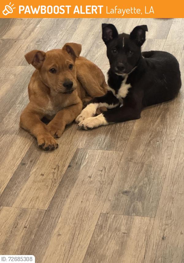 Found/Stray Male Dog last seen The quarters apmts , Lafayette, LA 70501