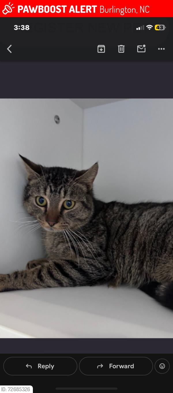 Lost Male Cat last seen Mackintosh lake, Burlington, NC 27215