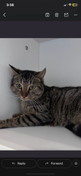 Lost Male Cat last seen Mackintosh lake, Burlington, NC 27215