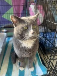 Found/Stray Male Cat last seen Theodore/Northfield, Loves Park, IL 61111