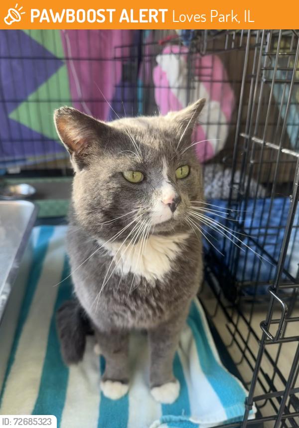 Found/Stray Male Cat last seen Theodore/Northfield, Loves Park, IL 61111