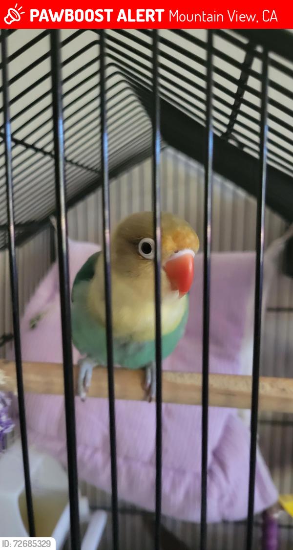 Lost Female Bird last seen Dale Ave , Mountain View, CA 94087