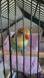 Lost Female Bird last seen Dale Ave , Mountain View, CA 94087