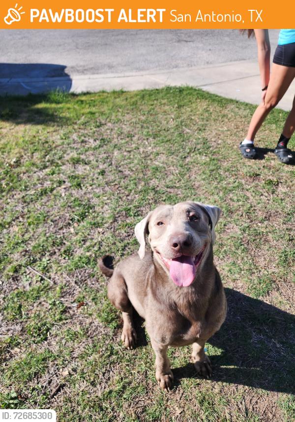 Found/Stray Male Dog last seen In Creekside 78251, San Antonio, TX 78227