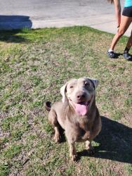 Found/Stray Male Dog last seen In Creekside 78251, San Antonio, TX 78227