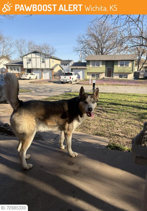 Found/Stray Male Dog last seen Zoo blvd and 11th, Wichita, KS 67212