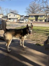 Found/Stray Male Dog last seen Zoo blvd and 11th, Wichita, KS 67212