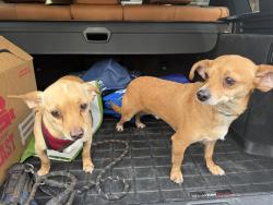 Found/Stray Male Dog last seen On Washington street near Bennington Green, Kanawha County, WV 25313
