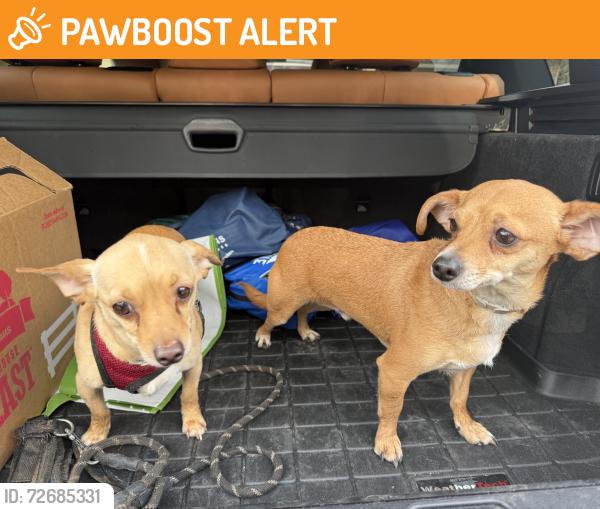 Found/Stray Male Dog last seen On Washington street near Bennington Green, Kanawha County, WV 25313