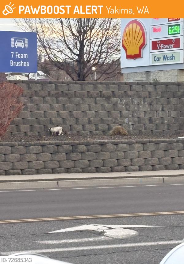 Found/Stray Unknown Cat last seen 72nd and Teiton, Yakima, WA 98908