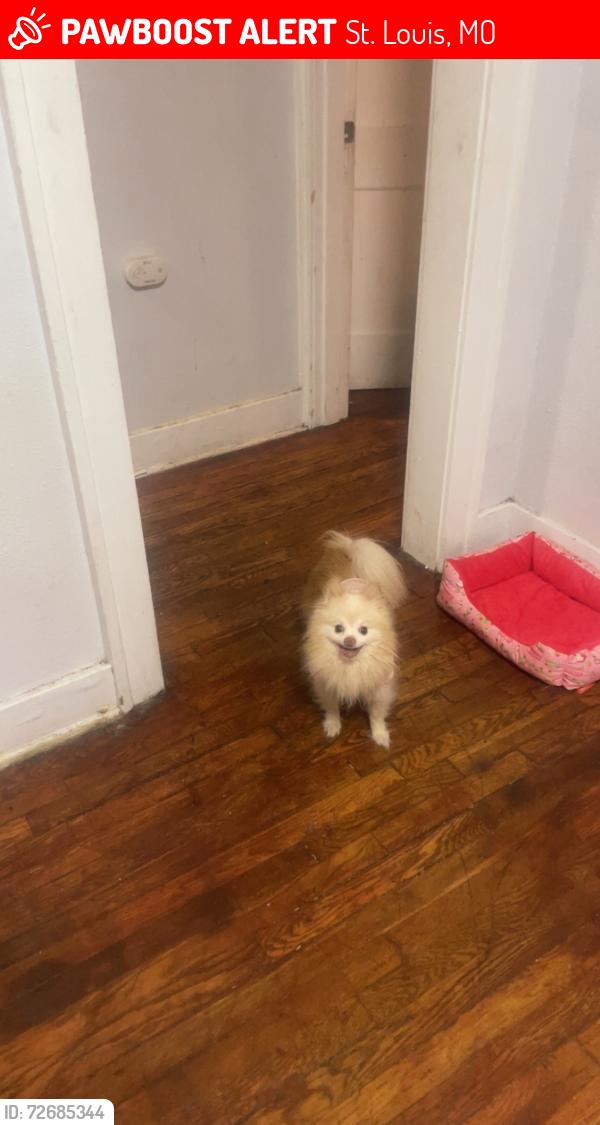 Lost Male Dog last seen Bellfountain & chambers, St. Louis, MO 63137