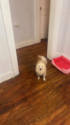 Lost Male Dog last seen Bellfountain & chambers, St. Louis, MO 63137