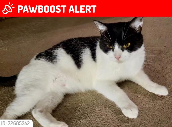 Lost Female Cat last seen Woodford drive just off Mossfield Rd, near Mossfield primary school, Swinton, England M27 9UA