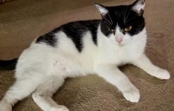 Lost Female Cat last seen Woodford drive just off Mossfield Rd, near Mossfield primary school, Swinton, England M27 9UA