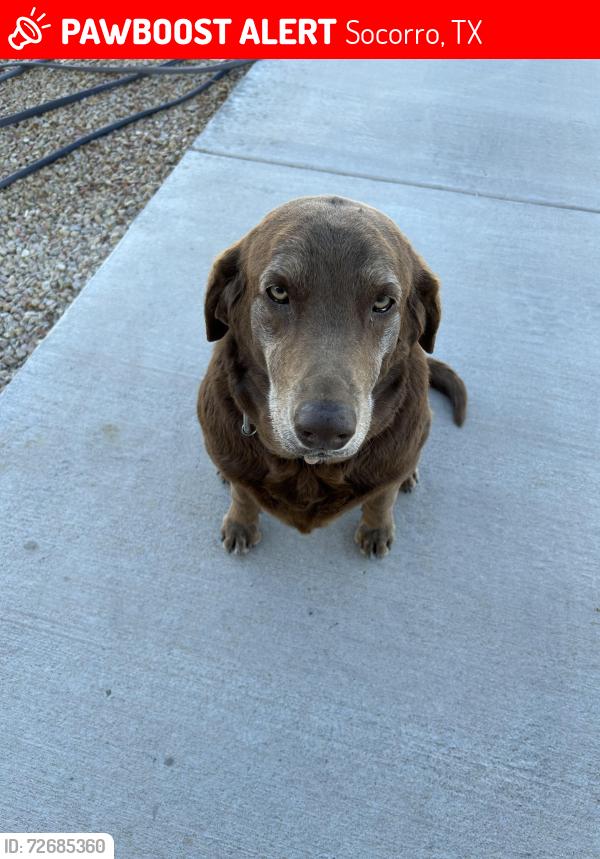 Lost Female Dog last seen Sun Temple Rd., Socorro, TX 79927