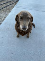 Lost Female Dog last seen Sun Temple Rd., Socorro, TX 79927