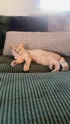 Lost Female Cat last seen Independence and jericho rd., Virginia Beach, VA 23455