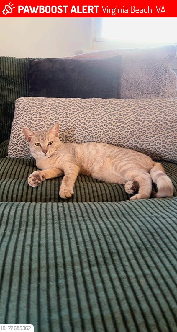 Lost Female Cat last seen Independence and jericho rd., Virginia Beach, VA 23455