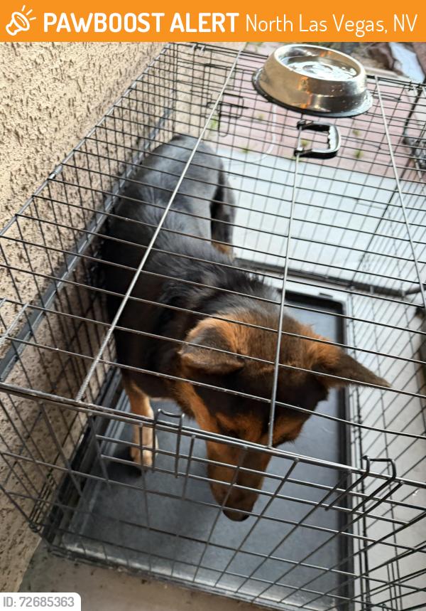 Found/Stray Unknown Dog last seen Cheyenne and MLK, North Las Vegas, NV 89030