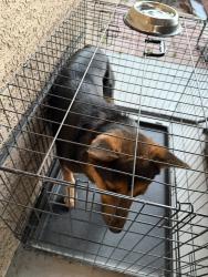 Found/Stray Unknown Dog last seen Cheyenne and MLK, North Las Vegas, NV 89030