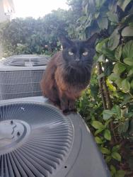 Found/Stray Unknown Cat last seen US Highway 19 N, Clearwater, FL 33764