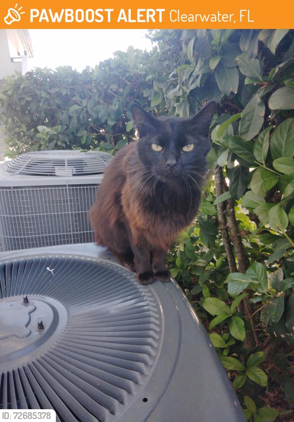 Found/Stray Unknown Cat last seen US Highway 19 N, Clearwater, FL 33764