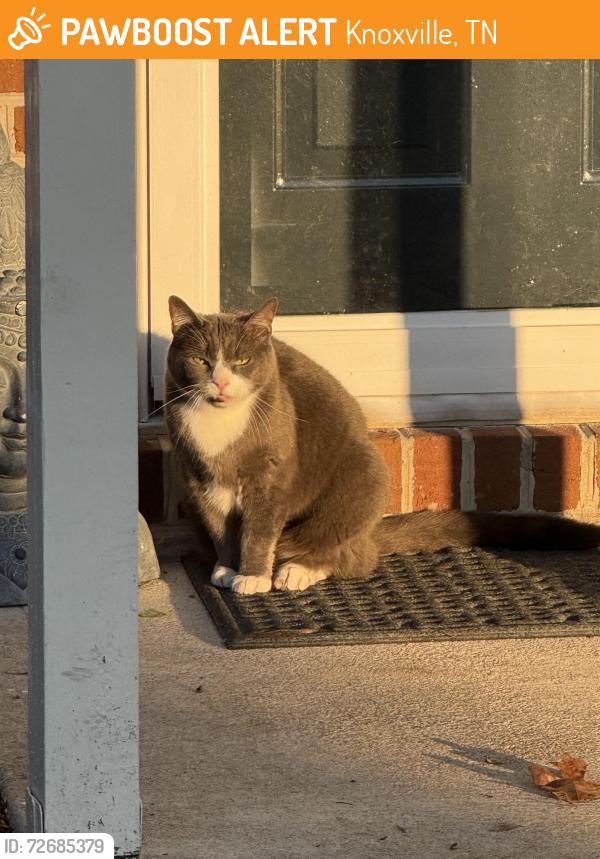 Found/Stray Unknown Cat last seen Ebenezer , Knoxville, TN 37923