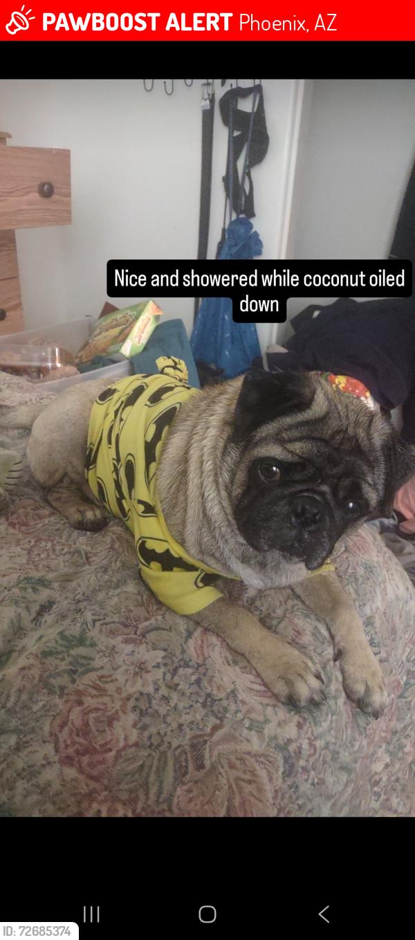 Lost Male Dog last seen 47th Ave and Indian school, Phoenix, AZ 85031