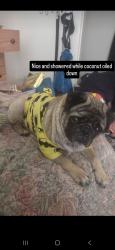 Lost Male Dog last seen 47th Ave and Indian school, Phoenix, AZ 85031