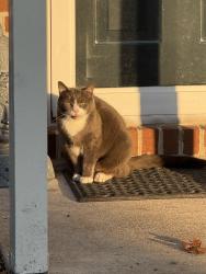 Found/Stray Unknown Cat last seen Ebeneezer, Knoxville, TN 37923