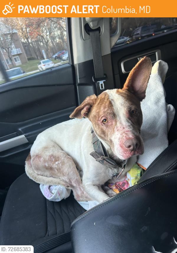 Found/Stray Male Dog last seen Cedar lane & Freetown Rd, Columbia, MD 21044