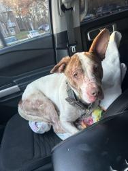 Found/Stray Male Dog last seen Cedar lane & Freetown Rd, Columbia, MD 21044