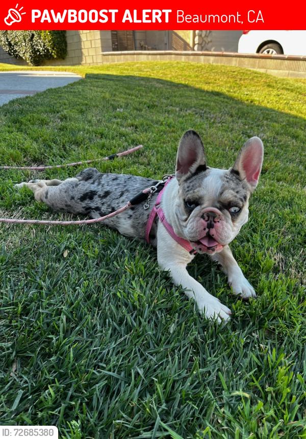 Lost Female Dog last seen Mary street, Beaumont, CA 92223