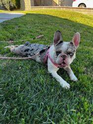 Lost Female Dog last seen Mary street, Beaumont, CA 92223