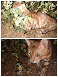 Found/Stray Unknown Cat last seen 95th st and balsm, Mesa, AZ 85208