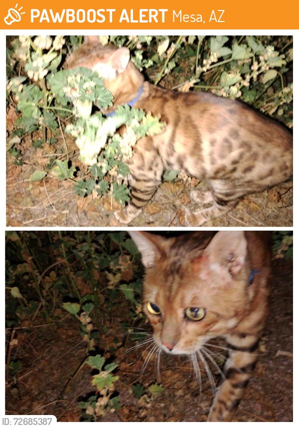 Found/Stray Unknown Cat last seen 95th st and balsm, Mesa, AZ 85208