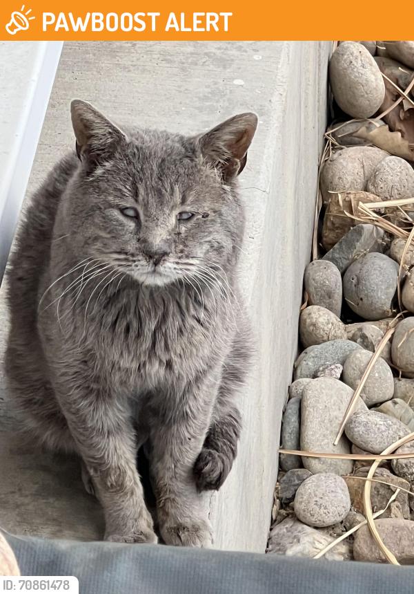 Found/Stray Unknown Cat last seen Hancock Expressway and Circle , Colorado Springs, CO 80910