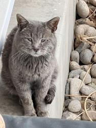 Found/Stray Unknown Cat last seen Hancock Expressway and Circle , Colorado Springs, CO 80910