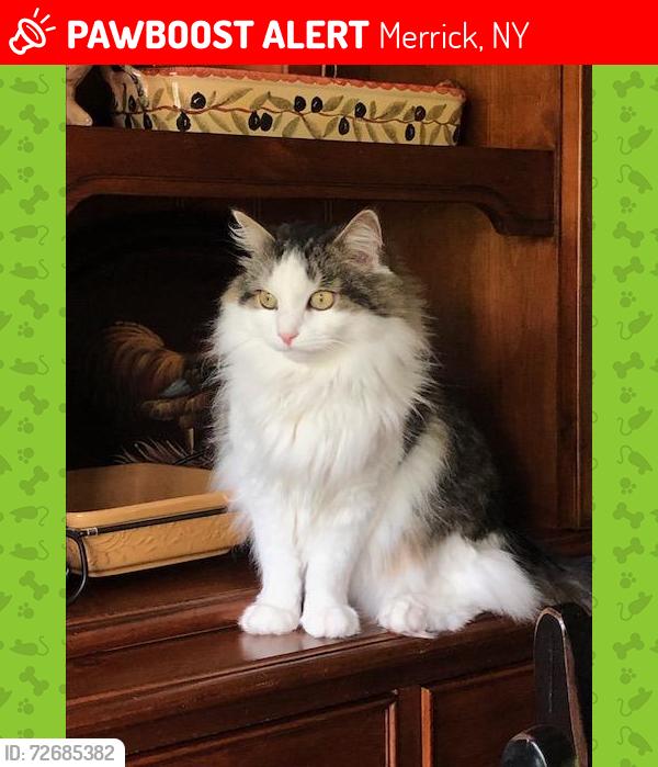 Lost Male Cat last seen Losee Court and Brook Avenue, Merrick, NY 11566