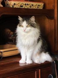 Lost Male Cat last seen Losee Court and Brook Avenue, Merrick, NY 11566