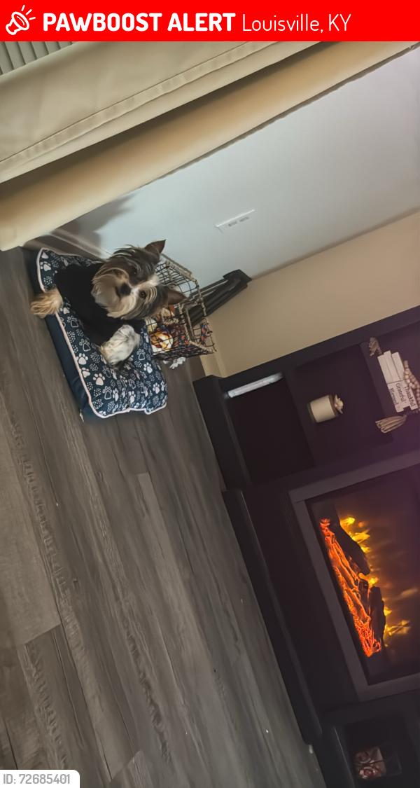 Lost Male Dog last seen Dixie highway, Louisville, KY 40272