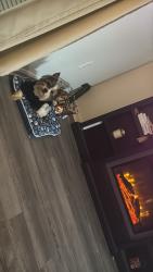 Lost Male Dog last seen Dixie highway, Louisville, KY 40272