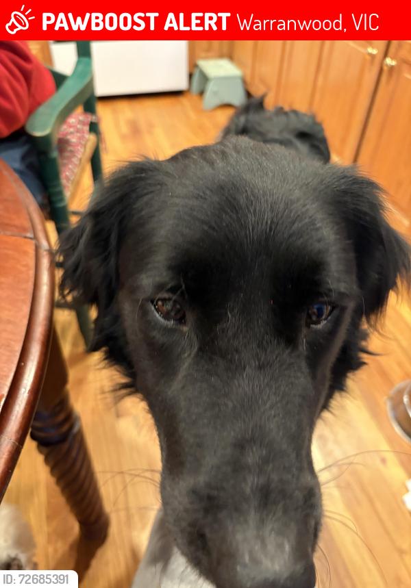 Lost Male Dog last seen Ravenwood Dr, North Edenfield Ridge, Eden Valley Road , Warranwood, VIC 3134