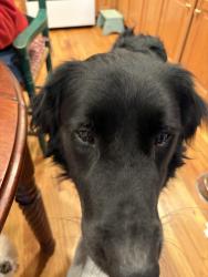Lost Male Dog last seen Ravenwood Dr, North Edenfield Ridge, Eden Valley Road , Warranwood, VIC 3134