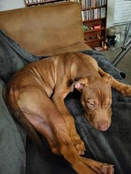 Found/Stray Male Dog last seen Beechnut and South Course, Houston, TX 77072