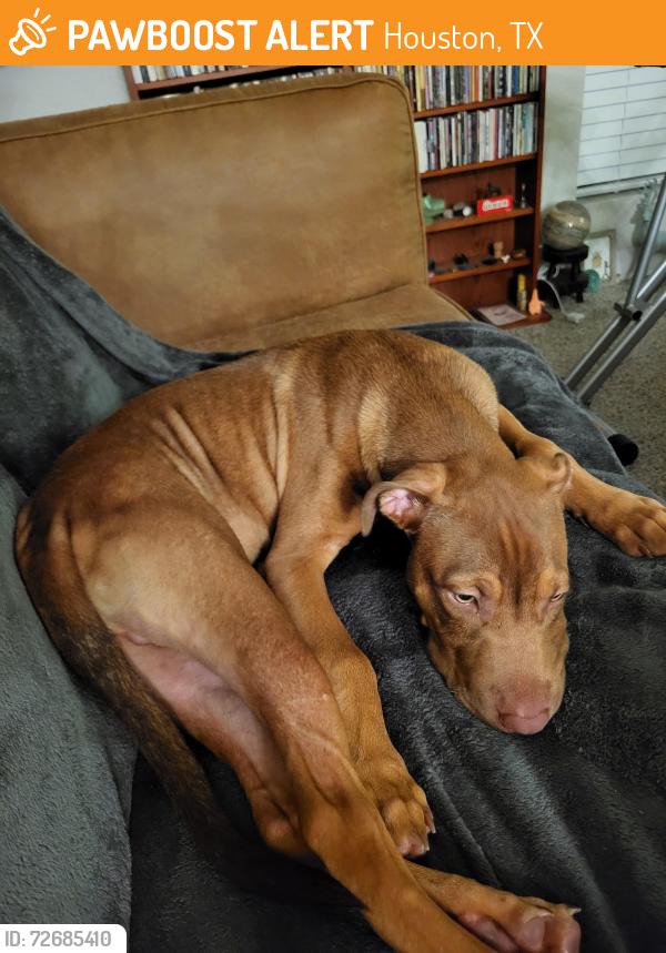 Found/Stray Male Dog last seen Beechnut and South Course, Houston, TX 77072