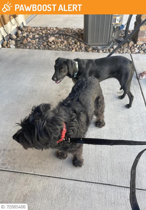 Found/Stray Unknown Dog last seen Dublin, Colorado Springs, CO 80923