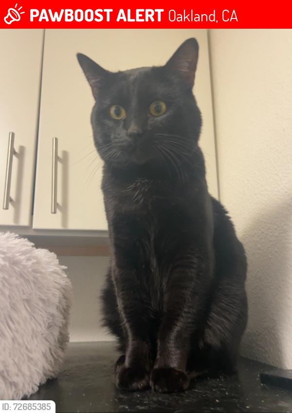 Lost Male Cat last seen Pearl Market, Oakland, CA 94611