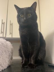 Lost Male Cat last seen Pearl Market, Oakland, CA 94611
