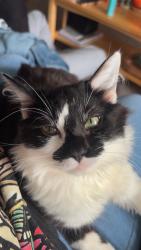 Lost Male Cat last seen Community park in new Albany!, New Albany, IN 47150